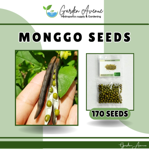 MONGGO SEEDS/MUNGBEANS (170pcs seeds) HIGH YIELD/EASY TO GROW - FOR PLANTING ONLY