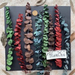 Dried Flower Eucalyptus Bunga Kering  Eucalyptus Preserved Rustic