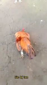 TRI TANG GÀ ĐÁ.......