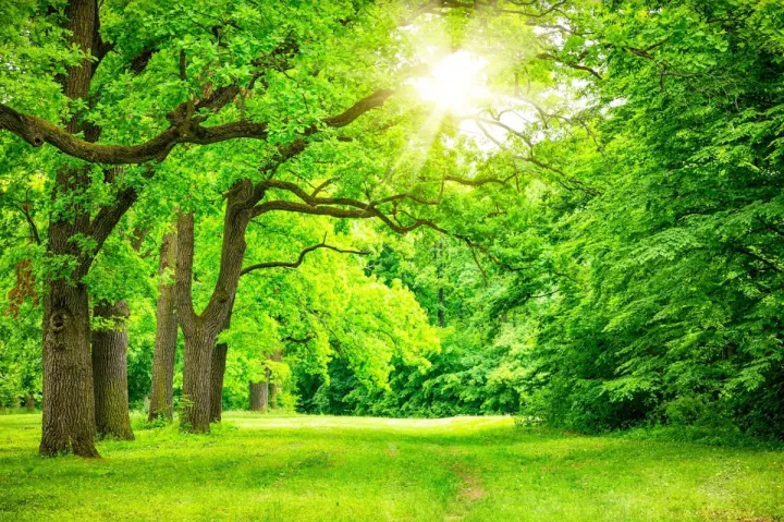 Tranh%20da%CC%81n%20t%C6%B0%C6%A1%CC%80ng%20VTC%20ca%CC%89nh%20r%E1%BB%ABng%20c%C3%A2y%20%C4%91e%CC%A3p%20RC0055%20kim%20sa%20nhi%E1%BB%81u%20m%E1%BA%ABu%20v%C3%A0%20k%C3%ADch%20th%C6%B0%E1%BB%9Bc%20kh%C3%A1c%20nhau%20-%20Image%202
