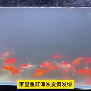 净水剂Fish tank cleaning 鱼缸净水片净化水质澄清澈除臭去腥水族箱鱼池清水养鱼鱼缸净水剂 。。。