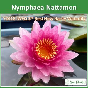Sean Planters’ Hardy Water Lily Nymphaea Nattamon Live Plant Water Plant Pokok Bunga Teratai Hidup 耐寒睡蓮花莲花睡莲花苗