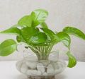 New Batu koral  putih 500gram / Batu taman / batu refleksi / Batu Therapy / batu hiasan pot / batu murah / batu aquarium / batu alam murah ready. 
