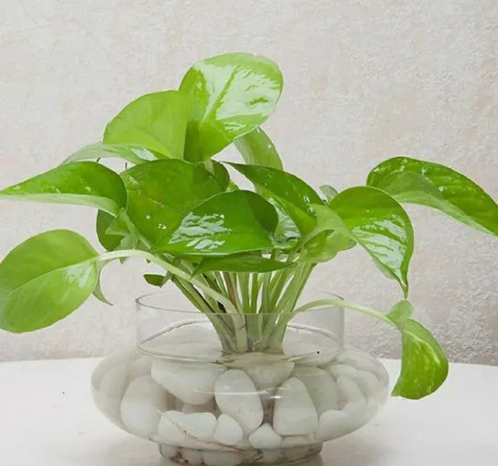 New%20Batu%20koral%20%20putih%20500gram%20/%20Batu%20taman%20/%20batu%20refleksi%20/%20Batu%20Therapy%20/%20batu%20hiasan%20pot%20/%20batu%20murah%20/%20batu%20aquarium%20/%20batu%20alam%20murah%20ready%20-%20Image%202