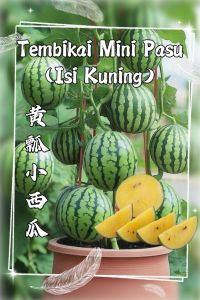 Benih Tembikai Mini Pasu/Benih Tembikai Kerdil(10 Seeds)/盆栽小西瓜籽/Dwarf Flesh Watermelon Seeds