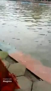 Essen oplosan CEMPEDAK SEREH untuk ikan mas dan nila kolam lomba galatama galapung kilogebrus harian