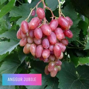 BIBIT ANGGUR IMPORT JUBILE SIAP TANAM