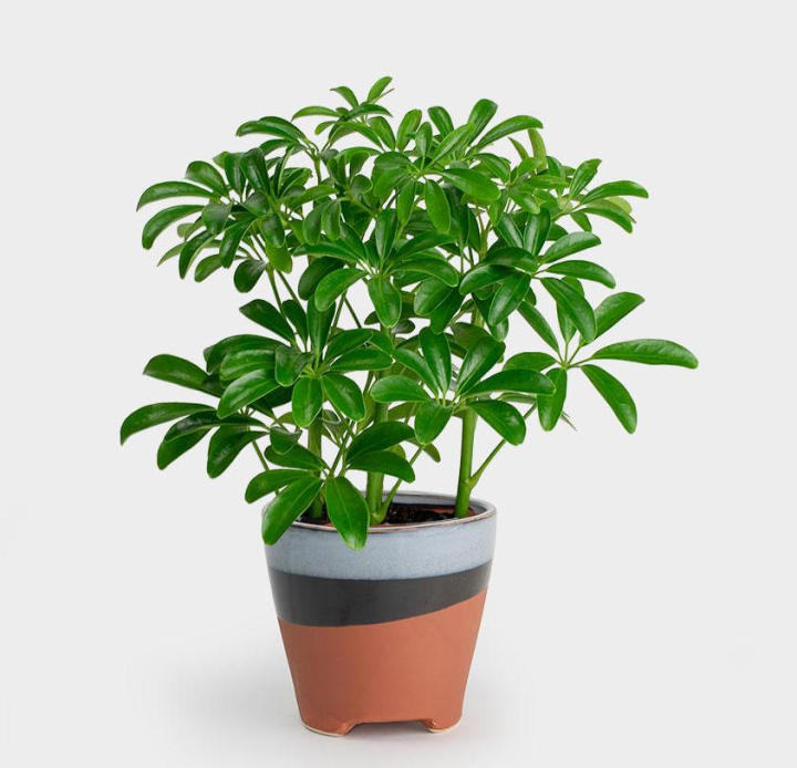 [Outdoor Plant] Schefflera Series 鹅掌柴系列 | Lazada