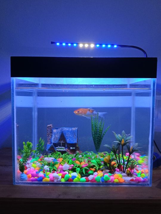 Lampu LED Aquarium Biru Putih Biru Lampu Soliter Lampu Hias Lampu