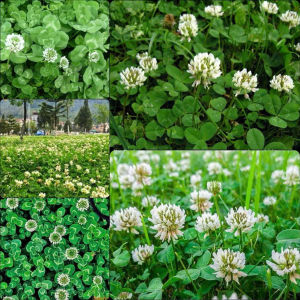 Gói 300 hạt.Hạt giống cỏ ba lá trắng dễ trồnggieo trồng quanh năm