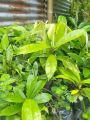 kamagong seedlings / rare and native fruit mabolo fruit tree seedlings / velvet apple  seedlings. 