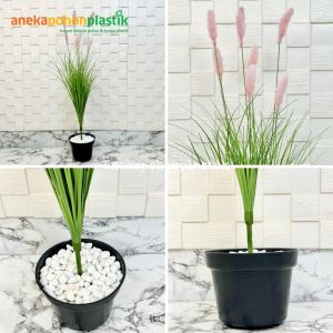 Tanaman Hias Bunga Ilalang Variasi Warna T65 Pot Dasar Hitam Dekorasi Aesthetic