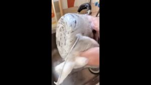 【Ship in 24H】洗碗海绵擦 Dishwashing sponge 【30天1.1万件】2025金属丝抹布洗碗布洗专用网格清洁布耐磨镀铝银丝网不沾油 促销 现货 5.15