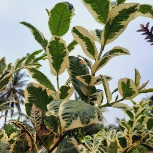 Variegated Guava (Psidium guajava) - - Pokok Jambu Batu Variegated - वरिगेटेड अमरूद Variegated Guava – Exquisite Foliage Edible Fruit Dual-Purpose Plant Rare Tropical Beauty Easy to Grow LIVE PLANT