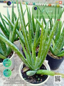 [SHIP CẢ CHẬU] 05 Cây Nha Đam giống Mỹ cao từ 12-15cm/1 cây cây cho bẹ to nở bụi đẹp cho năng suất cao sau 09 Tháng là có thể thu hoạch.