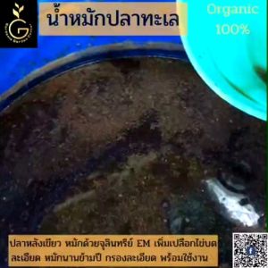 น้ำหมักชีวภาพ ปลาทะเลหมัก 500 มล คุณสมบัติของจุลินทรีย์ EM ปลอดภัย, เปลี่ยนไปในการเลือกไข่บด, รวมธาตุอาหารเป็น 16 ชนิด ฮอร์โมน, อมิก, ฮิวมิก สำหรับการผลิตสร้างตัวเองที่ดีขึ้น