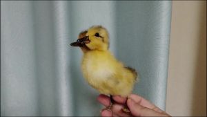 Eurasian Duck Taxidermy Stuffed Duckling Birds Specimen Animals Home Decor- Perfect for Collecting Teaching Special Gifts