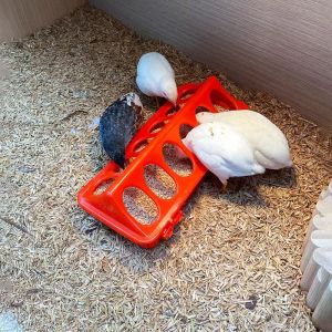 Pigeon Bird Chicken Feeder 20cm Double-sided 12 Holes Plastic Poultry Quails Ducklings Feeder Trough