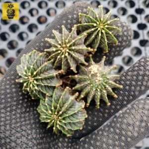 Gymnocalycium LB2178 Aqua Dulce / Nice Ribs / Cactus Succulents / Kaktus Sukulen