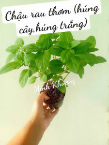 chậu rau thơm(còn gọi là húng cây húng trắng) thơm phức trưởng thành nhiều tàn nhánh -Vườn Minh Khương