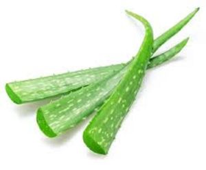 Fresh Aloe Vera Organic Plant Leaf – Live Plant Cutting for Propagation – Easy to Grow – Lyngvegen Store