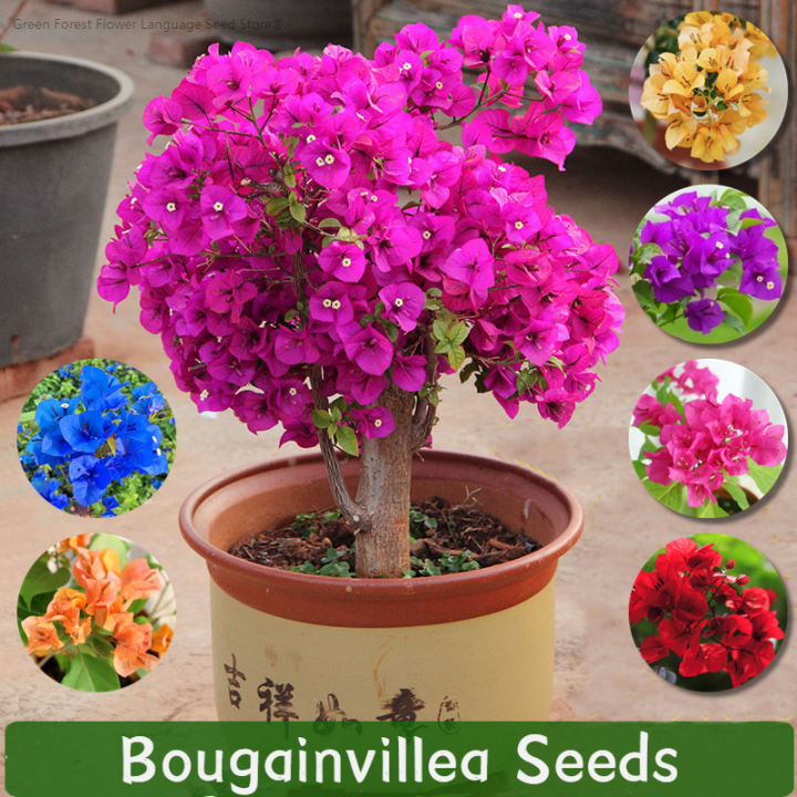 [easy To Grow In Malaysia] Dwarf Bougainvillea Flower Seeds For