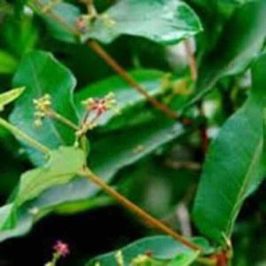 Cây Lá Hà Thủ Ô Khô / 1kg