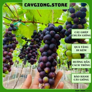 Cây giống nho Hạ Đen không hạt trồng chậu thùng xốp thân dây leo giàn NG06
