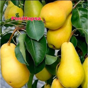 Bibit Buah Pir Super Hasil Cangkok