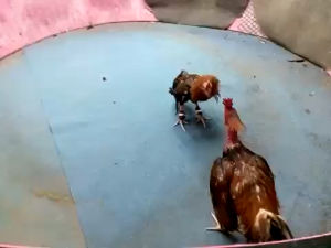 ไข่เชื้อสายพันธุ์พม่าตีเชิง เหลี่ยมดีๆคมๆครับ