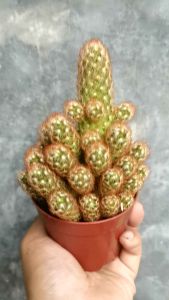 SOV Mammillaria Elongata Ladyfinger Cactus Golden Stars Gold Lace Cactus Kaktus ekor kuching