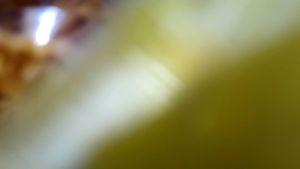 🔥 Kon Inai Kosong 40 pcs 🔥