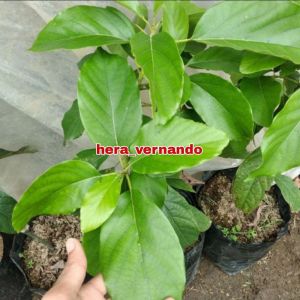 Bibit Alpukat Sab 034 Super Cepat Berbuah