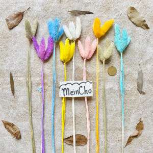 Dried Flower Phalaris Bunga Kering  Phalaris Preserved Rustic