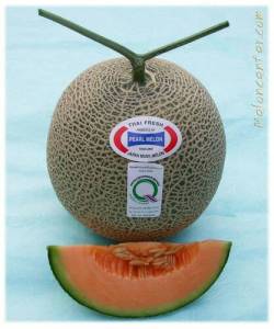 เมล็ดเมล่อนญี่ปุ่น นําเข้า F1 แท้ พันธุ์เพิร์ล เนื้อสีส้ม