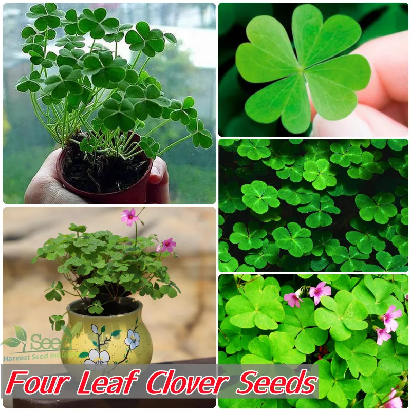 Fast Germination] Four Leaf Clover Plant Seeds for Planting (200