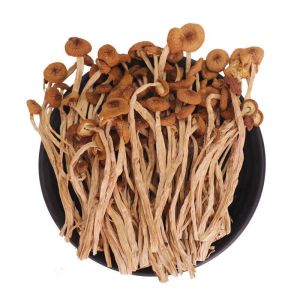 Fujian specialty fresh and tender Gutian tea tree mushroom without umbrella dry goods soup mushroom bag farmhouse specialty