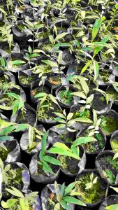 ต้น ลําดวนหอมนวล ไม้มงคลหายาก ดอกสีเหลือง