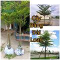 Cây Bàng Đài Loan - Bàng Lá Nhỏ Cây cao 1m-1m2. 