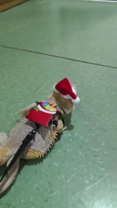 Reptiles Safety Harnesses Systems Double Layer Breathable Materials And Detachable Holiday Costume