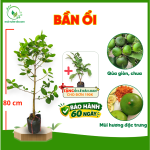 Cây Giống Bần Ổi Chuẩn Giống - Chua Ngọt Đặc Trưng - Cây Độc Lạ Dễ Trồng - Cây Giống Vân Anh