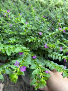 Cây cẩm tú (mua từ 5 cây trở lên tặng thêm 1 cây)