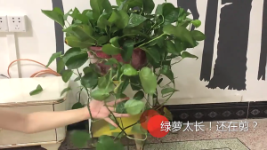 40pcs leo vật gắn tường Clip cây nho kéo cho trong nhà trang trí ngoài trời cho leo núi vô hình