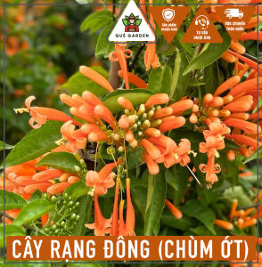 Cây Rạng Đông (Hoa Chùm Ớt) - Tổng thể tầm 50-60 cm - Đang hoa hoặc sắp ra hoa!
