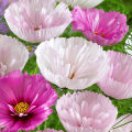 Cosmos Cupcakes and Saucers 20 Seeds Cosmos Bipinnatus Mixed Colors. 