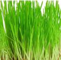 Hạt Giống Cỏ Lúa Mì Đỏ Wheatgrass Cỏ Mèo. 