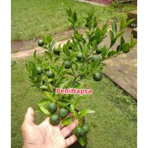 Bibit Jeruk Limau Hasil Okulasi kondisi Sudah Berbuah