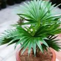 Tanaman Hias Palem Bintang -  Palm Sadeng - pohon hias hidup. 