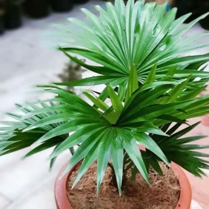 Tanaman Hias Palem Bintang -  Palm Sadeng - pohon hias hidup