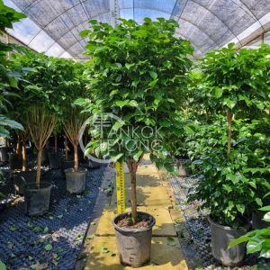 TKL - Big Size Radermachera Houseplant/Shape 大型绿宝/幸福树